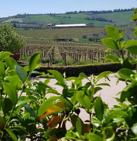 Masseria Del Vino Loreto Aprutino