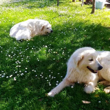 Masseria Del Vino ファームステイ ロレート・アプルティーノ