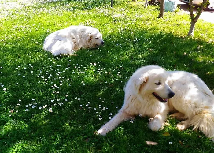 Masseria Del Vino - Ciavolich Wine Estate בית חווה לורטו אפרוטינו