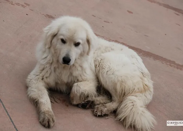 Masseria Del Vino - Ciavolich Wine Estate