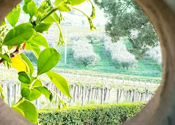 Masseria Del Vino - Ciavolich Wine Estate *