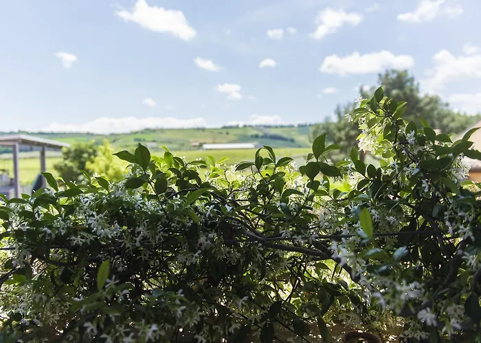 Masseria Del Vino - Ciavolich Wine Estate